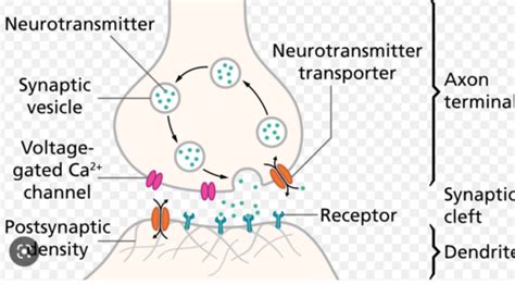 Neurotransmission Flashcards Quizlet