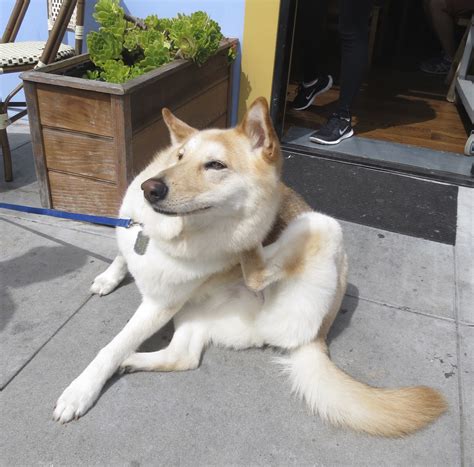 Lab German Shepherd Husky Mix at Sebastian Montefiore blog