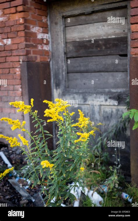 An Old Abandoned Red Brick Building With A Decaying Door And Windows