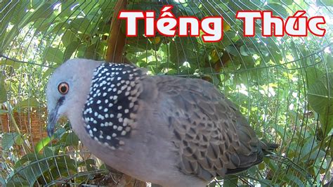 tieng chim cu gay thuc đấu chim cu gáy tập bổi và mồi YouTube