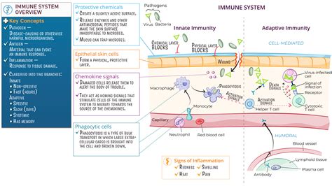 Anatomy Physiology Fundamentals Immune System Overview Ditki