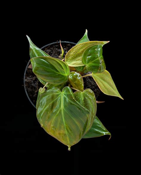 Philodendron micans - Farnwerk – Design lebt.