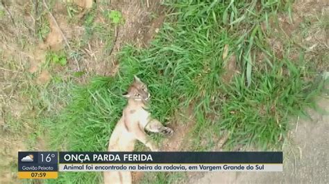 On A Parda Encontrada Ferida Pr Xima A Rodovia Em Vargem Grande Do