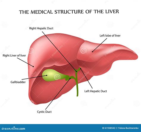 Medical Structure Of The Liver Stock Vector Image