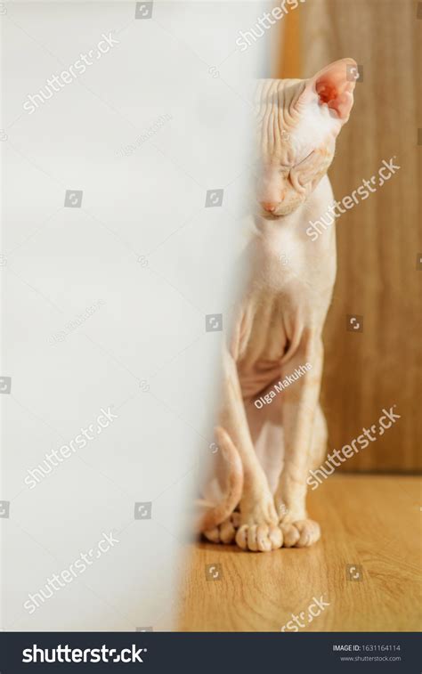 Cat Sphinx Naked Bald Beige Stock Photo Shutterstock