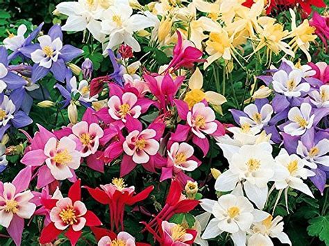 Growing Columbine In Containers 11 Easy Growth Tips