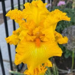 Tall Bearded Iris (Iris 'Amarillo Frills') in the Irises Database ...