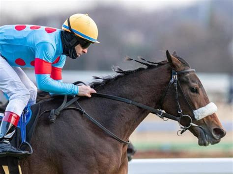 【新潟記念】超良血サリエラ 重賞初制覇なるか 競馬ニュース Netkeiba