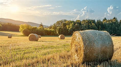 Hay Bales On The Field After Harvest Background Heap Sunlight Meadow