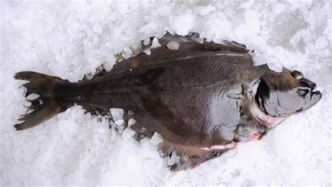 BBC - Food - Halibut recipes