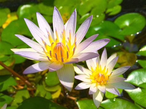 Лилия Фото Листьев – Telegraph