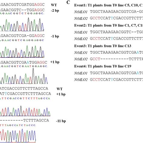 Targeted Mutagenesis Of NtMLO Genes Using The CRISPR Cas9 System A