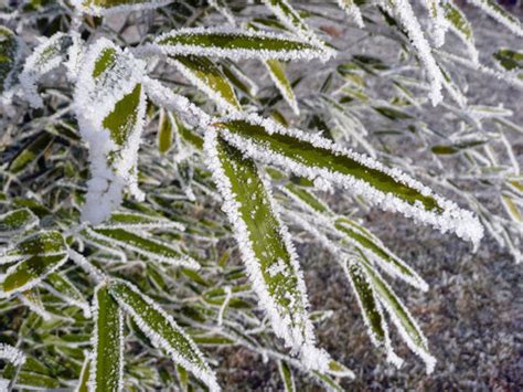 รูปภาพNachtfrost – เลือกดูภาพถ่ายสต็อก เวกเตอร์ และวิดีโอ798 | Adobe Stock