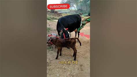 Cow 🐄🐮 Milking Caw Boby Youtube Trending Ytshorts Cute Viral