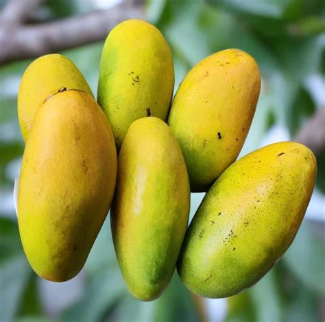 Buy Dasheri Mango Tree Online Australia Ross Creek Tropicals