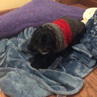 ZexRow On Twitter ZexRowUpdates Benjyfishy AcendClub Go Fuck Urself Twitter