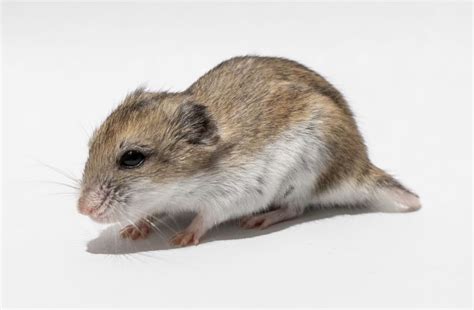 Dwarf Hamster Care Sheet Food Habitat Health Petco 49 Off
