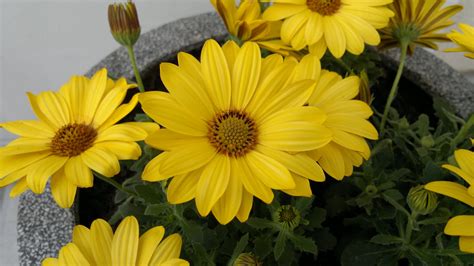 OAZA ZIELENI Stokrotka gerbera afrykańska czyli Osteospermum