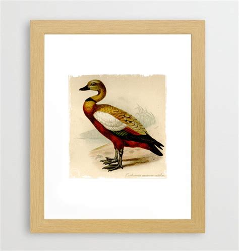 Vintage Wildlife Duck Prints Retro Upcycled Art - Etsy