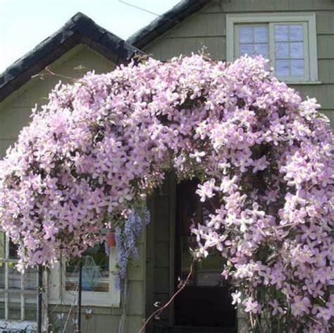 Клематисы, фото и описание сортов