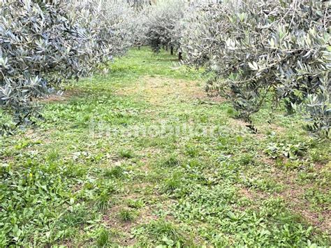 Terreno Agricolo Valbrenta Rif 99670922 Immobiliare It