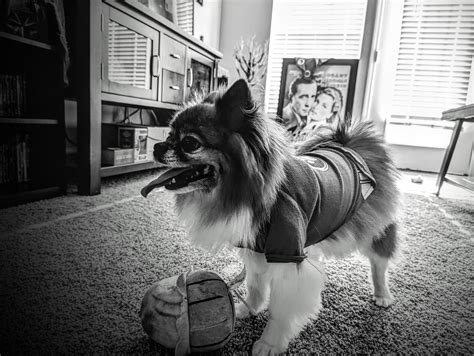 I am the bark. I am the woof. These plushie citizens need a hero, a