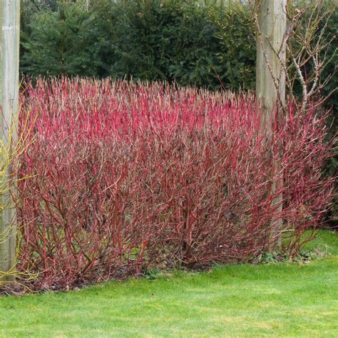 Cornus Alba Sibirica Parkers Wholesale