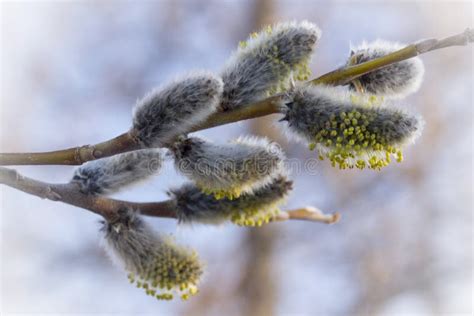 Pussy Willow8 Stock Image Image Of Background Catkins 85975447