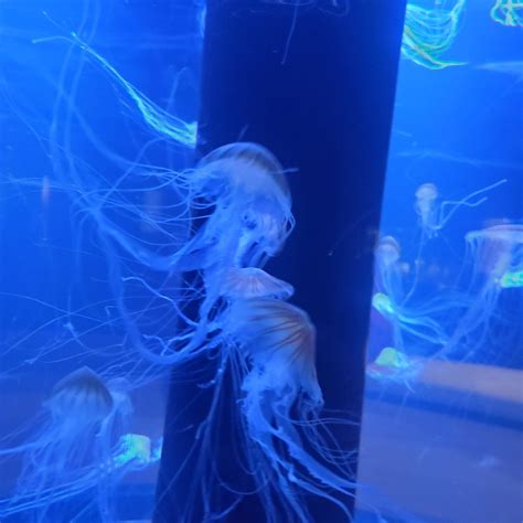 Jinjin Anal Manko Suki On Tumblr