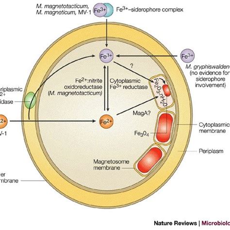 Schematic of possible reactions leading to magnetite biomineralization ...