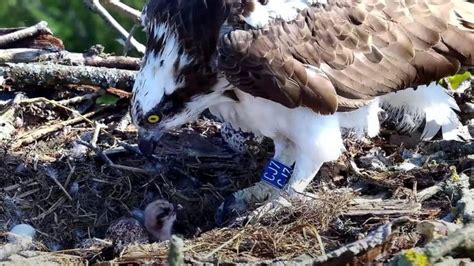 Poole Harbour Ospreys Breeding Pair Return To Nest Site Bbc News