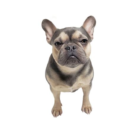 Baddie Bulldogs - French Bulldogs, Breeder, Rare Colored Frenchies