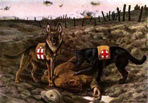german shepherd dogs   military   historical overview mwdtsa
