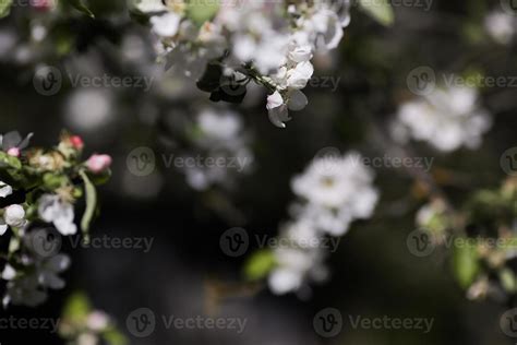 tree close  photo  stock photo  vecteezy