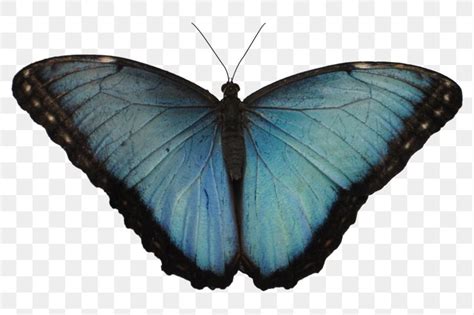 Butterfly Png Images Png Images Free Photos Png Stickers Wallpapers