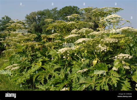 Giant Hogweed Heracleum Mantegazzianum Flowering Germany Bavaria