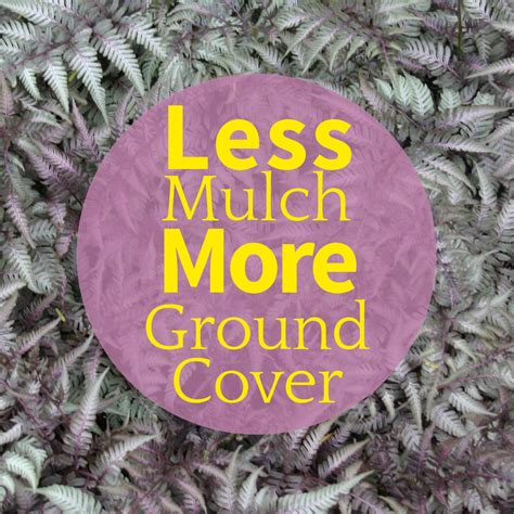 The Best Ground Covers To Replace Expensive Garden Mulch Pith Vigor