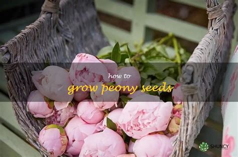 A Step By Step Guide To Growing Peonies From Seeds Shuncy