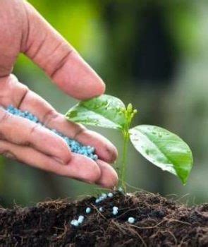 Азотные удобрения для томатов: лучшие советы по применению