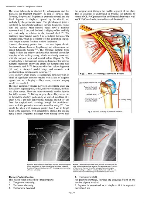 shoulder joint