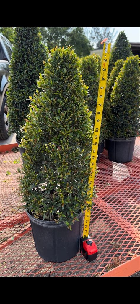 Eugenia Cone Shaped Topiary Live Plant Inch Pot Eugenia Myrtifolia