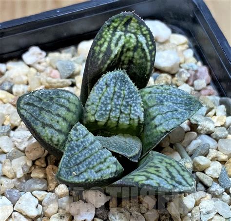shpr haworthia splendens nautilus cactus
