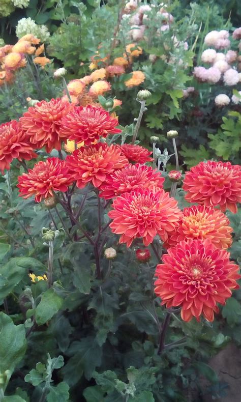 Хризантема Гомпи Ред Фото И Описание – Telegraph