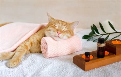 Dicas Para Treinar Seu Gato Para Dormir De Acordo Um