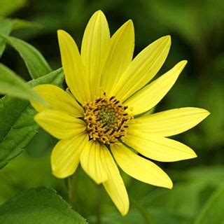 Sunny Babe Sunflower Seeds From Seedsdiscount 00963 PK P1 2 36 Seedsdiscount