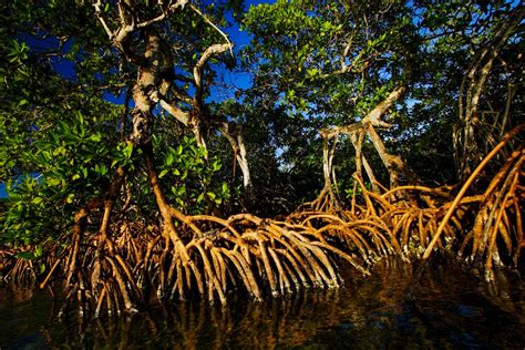 Mangroves in peril in Belize - Christian Ziegler - Photojournalist