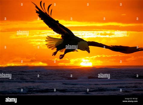 Bald Eagle Soaring Over Water At Sunset Stock Photo Alamy