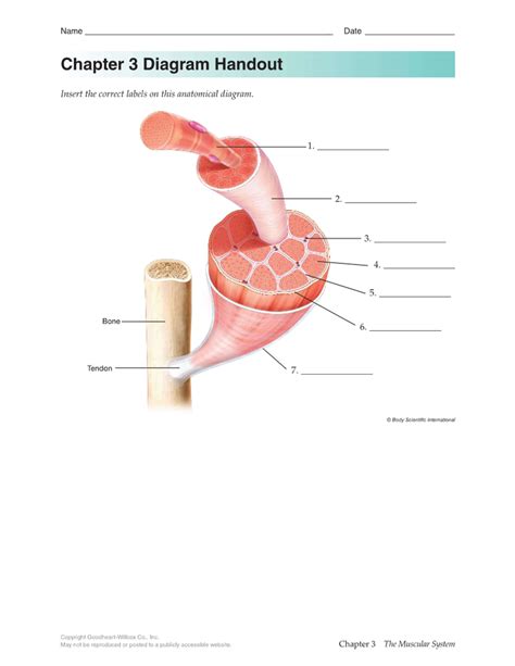 Skeletal Muscle Organization Diagram Quizlet