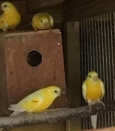 Red Rump X 4 Aviary Birdline Parrot Rescue