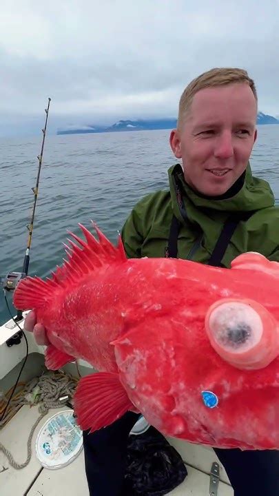 Глубоководная Рыбалка Камчатка. Морской окунь #fishing #рыбалка # ...
